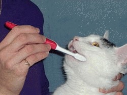 Sanatatea dintilor pisicilor