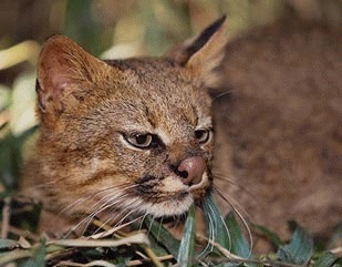 Pisica Pampasului (Oncifelis colocolo)