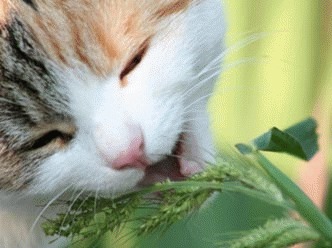 De ce mananca pisicile iarba?