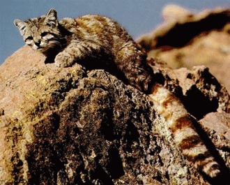 Pisica Anzilor (Leopardus jacobita)