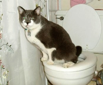 Pisica foloseste toaleta?!