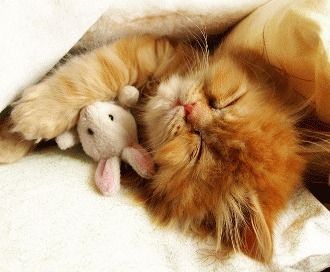 Pisica - specialista in …dormit!