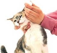 Cum realizam la pisica un tratament al urechii?                                                     