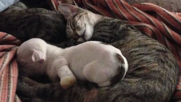 Nişte pisicuţe au adoptat un căţeluş cu 3 picioare, pe care mămica lui a vrut sa îl mănânce - Galerie Foto