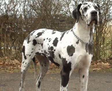 Dogul German - Apollo al speciei canine