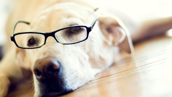 Cei mai inteligenţi 10 câini din lume