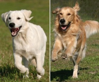 Diferente intre Golden Retriever vs Labrador Retriever