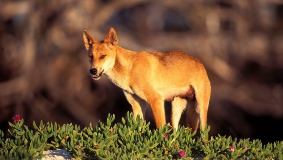 Câinele dingo australian - Canis lupus dingo