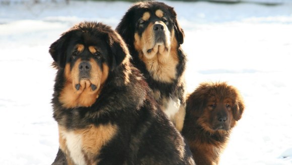 10 rase exotice de câini pe care toată lumea şi le doreşte