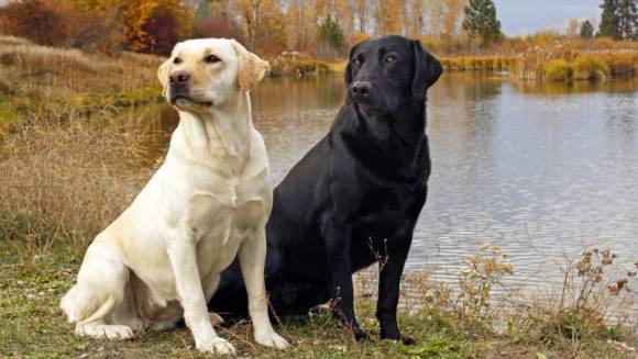 labrador pierderea în greutate