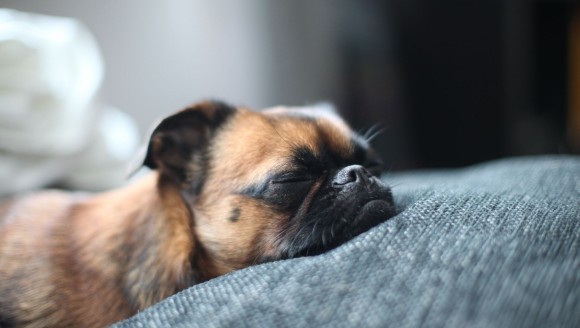 Rase de câini care dorm mult