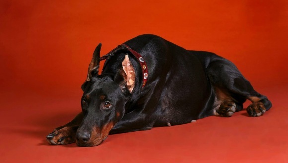 Doberman Pinscher – prezentare generala și istoric