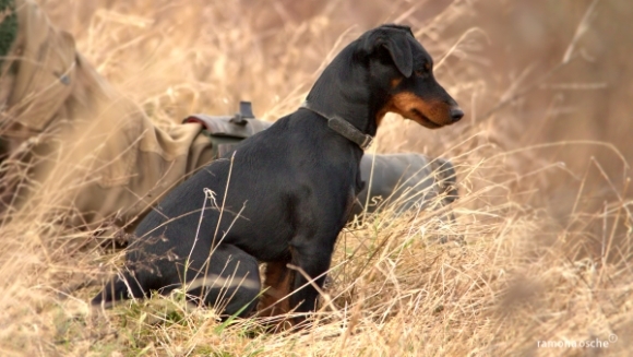 Jagdterrier – un câine de vânătoare competent