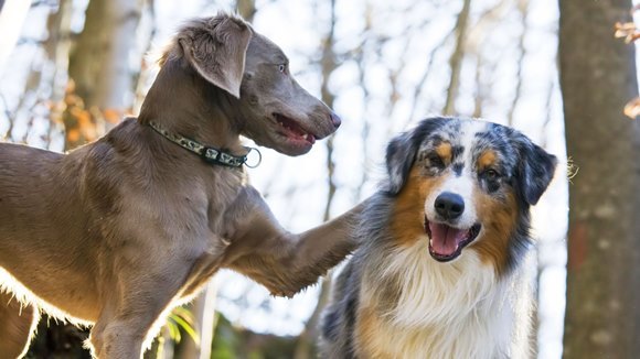 Top 14 cele mai drăgălaşe corcituri canine din lume