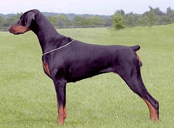 Dobermann