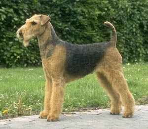 Airedale Terrier