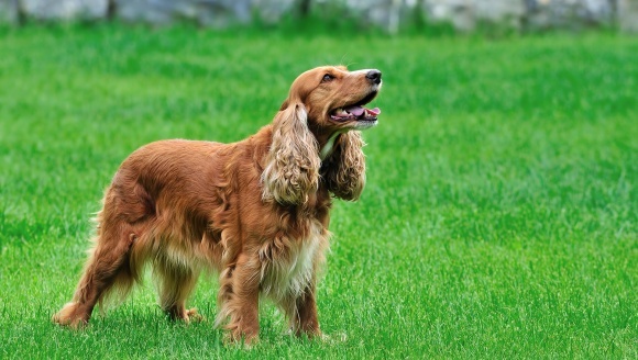 Cocker Spaniel Englez – caracteristici, personalitate și îngrijire