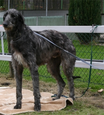 Deerhound