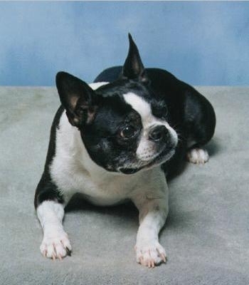 Boston Terrier