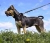 Bulldog spaniol (Alano spaniol)