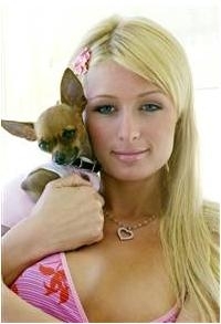 Paris Hilton se lanseaza in moda... canina                                                          