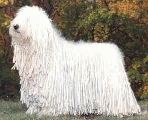 Komondor -  ciobanescul maghiar