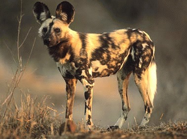 Cainele salbatic african (Lycaon pictus)