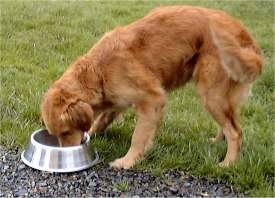 Normele alimentatiei canine                                                                         