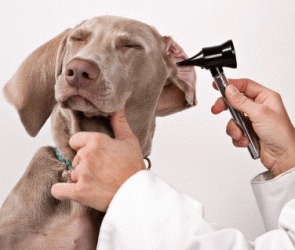 Curatarea urechilor la caini
