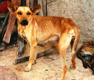 Leishmanioza canina