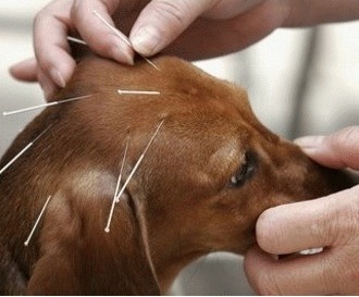 Acupunctura pentru animale