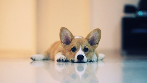 Curăţarea urechilor la câini – de ce şi cum să faci asta într-un mod cât mai corect