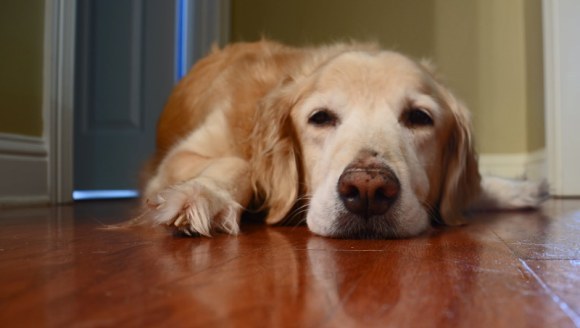 Megaesofagul la câine - cauze, simptome şi diagnostic