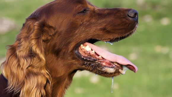 Saliva câinelui: cinci curiozităţi pe care orice părinte de căţel trebuie să le ştie