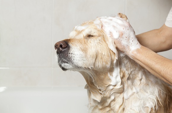 Îmbăierea câinelui – şapte greşeli  frecvente pe care le fac stăpânii patrupezilor