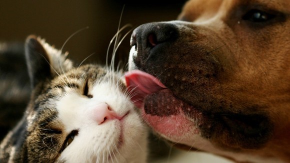 Rase de câini prietenoase cu pisicile
