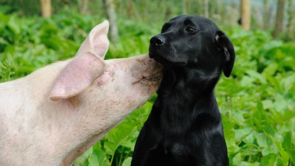 “Parfumul” porcilor potoleşte câinii