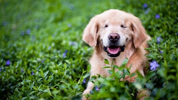 Născut fără ochi, un Golder Retriever aduce bucurie oamenilor cu dizabilități - Galerie Foto