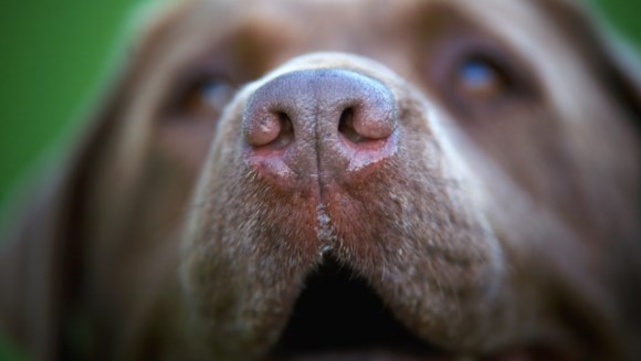 "Nasul optic de câine" poate detecta cancerul prin respiraţia bolnavului