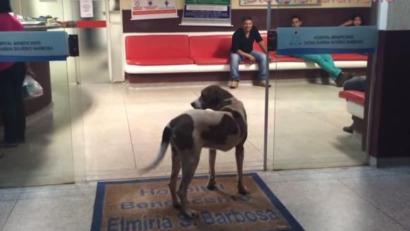 Cea mai loială ființă: câinele care își așteaptă la ușa spitalului stăpânul mort... VIDEO