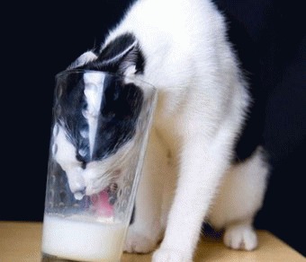 Laptele - bun pentru pisici?!