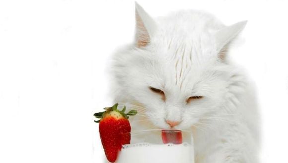 10 alimente pentru oameni pe care le pot mânca şi pisicile