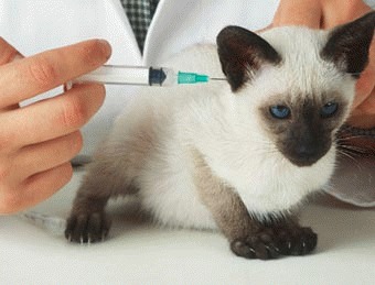 Vaccinarea pisicii