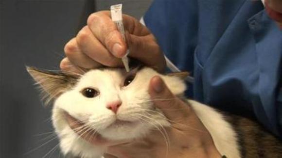 Blefarita la pisici: ce se întâmplă atunci când i se inflamează pleoapele