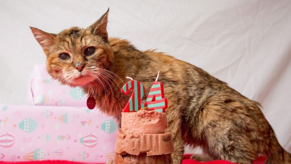 Ce vârstă are cea mai bătrână pisică din lume