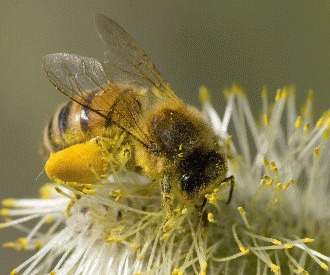 Curiozităţi despre albine