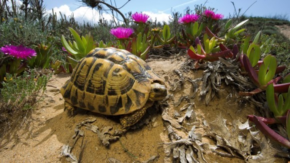 Curiozități broaște țestoase. 6 lucruri pe care nu le știați despre broaște – VIDEO