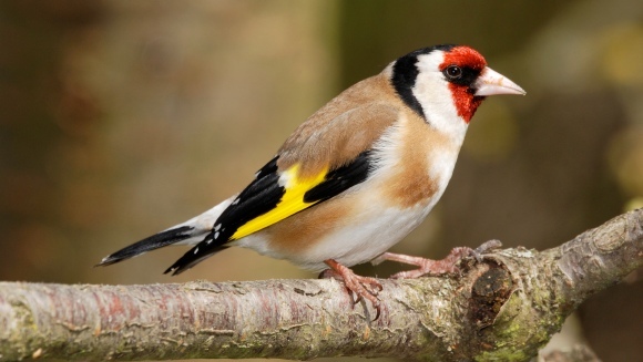 5 lucruri fascinante despre cântecele păsărilor
