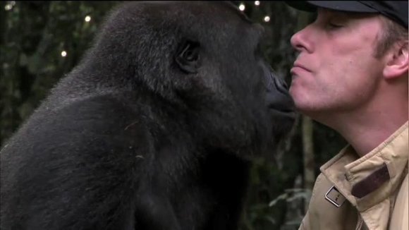 Incredibil de emoţionant! Cum a reacţionat o gorilă când şi-a revăzut îngrijitorul după cinci ani