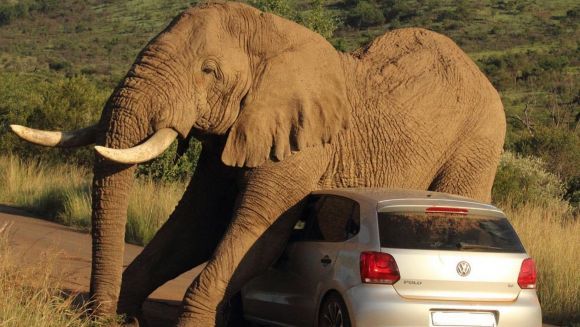 Ce fac elefanţii atunci când suferă de mâncărime? Se scarpină cu maşinile!